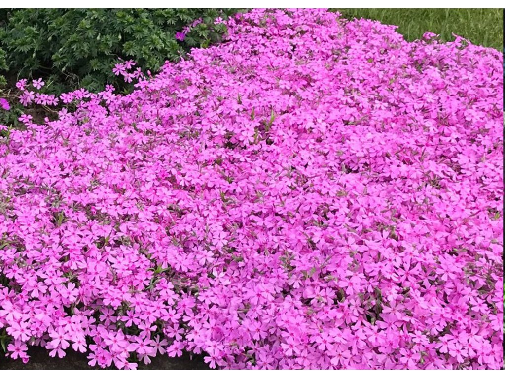 Flox šidlolistý (Phlox subulata) ´MAC DANIEL´S CUSHION´